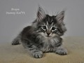 Dumny Kot*PL, Norwegian Forest Cat and Russian Blue cattery