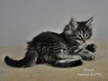 Dumny Kot*PL, Norwegian Forest Cat and Russian Blue cattery