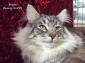 Dumny Kot*PL, Norwegian Forest Cat and Russian Blue cattery