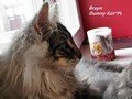 Dumny Kot*PL, Norwegian Forest Cat and Russian Blue cattery