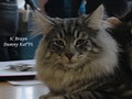 Dumny Kot*PL, Norwegian Forest Cat and Russian Blue cattery