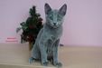 Dumny Kot*PL, Norwegian Forest Cat and Russian Blue cattery