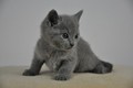 Dumny Kot*PL, Norwegian Forest Cat and Russian Blue cattery