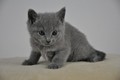 Dumny Kot*PL, Norwegian Forest Cat and Russian Blue cattery