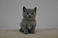 Dumny Kot*PL, Norwegian Forest Cat and Russian Blue cattery