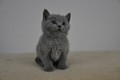 Dumny Kot*PL, Norwegian Forest Cat and Russian Blue cattery