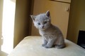 Dumny Kot*PL, Norwegian Forest Cat and Russian Blue cattery