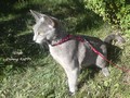 Dumny Kot*PL, Norwegian Forest Cat and Russian Blue cattery