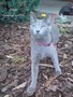 Dumny Kot*PL, Norwegian Forest Cat and Russian Blue cattery