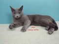 Dumny Kot*PL, Norwegian Forest Cat and Russian Blue cattery