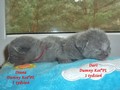 Dumny Kot*PL, Norwegian Forest Cat and Russian Blue cattery