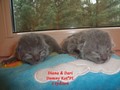 Dumny Kot*PL, Norwegian Forest Cat and Russian Blue cattery