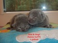 Dumny Kot*PL, Norwegian Forest Cat and Russian Blue cattery