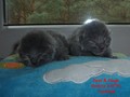 Dumny Kot*PL, Norwegian Forest Cat and Russian Blue cattery