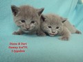 Dumny Kot*PL, Norwegian Forest Cat and Russian Blue cattery