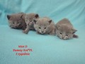 Dumny Kot*PL, Norwegian Forest Cat and Russian Blue cattery