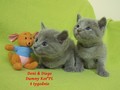 Dumny Kot*PL, Norwegian Forest Cat and Russian Blue cattery