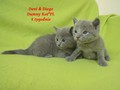 Dumny Kot*PL, Norwegian Forest Cat and Russian Blue cattery