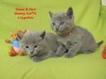 Dumny Kot*PL, Norwegian Forest Cat and Russian Blue cattery