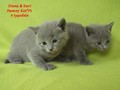 Dumny Kot*PL, Norwegian Forest Cat and Russian Blue cattery