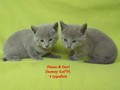 Dumny Kot*PL, Norwegian Forest Cat and Russian Blue cattery