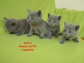 Dumny Kot*PL, Norwegian Forest Cat and Russian Blue cattery