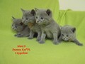 Dumny Kot*PL, Norwegian Forest Cat and Russian Blue cattery