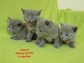 Dumny Kot*PL, Norwegian Forest Cat and Russian Blue cattery