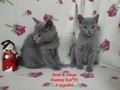 Dumny Kot*PL, Norwegian Forest Cat and Russian Blue cattery