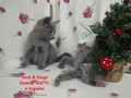 Dumny Kot*PL, Norwegian Forest Cat and Russian Blue cattery