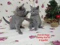 Dumny Kot*PL, Norwegian Forest Cat and Russian Blue cattery