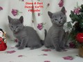 Dumny Kot*PL, Norwegian Forest Cat and Russian Blue cattery