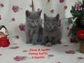 Dumny Kot*PL, Norwegian Forest Cat and Russian Blue cattery