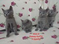 Dumny Kot*PL, Norwegian Forest Cat and Russian Blue cattery