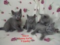 Dumny Kot*PL, Norwegian Forest Cat and Russian Blue cattery