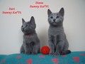 Dumny Kot*PL, Norwegian Forest Cat and Russian Blue cattery