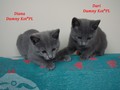 Dumny Kot*PL, Norwegian Forest Cat and Russian Blue cattery