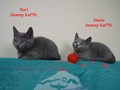 Dumny Kot*PL, Norwegian Forest Cat and Russian Blue cattery