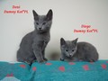 Dumny Kot*PL, Norwegian Forest Cat and Russian Blue cattery