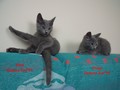 Dumny Kot*PL, Norwegian Forest Cat and Russian Blue cattery