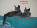 Dumny Kot*PL, Norwegian Forest Cat and Russian Blue cattery