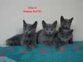 Dumny Kot*PL, Norwegian Forest Cat and Russian Blue cattery