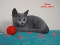 Dumny Kot*PL, Norwegian Forest Cat and Russian Blue cattery