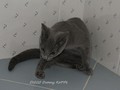 Dumny Kot*PL, Norwegian Forest Cat and Russian Blue cattery