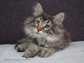 Dumny Kot*PL, Norwegian Forest Cat and Russian Blue cattery