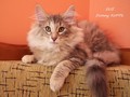 Dumny Kot*PL, Norwegian Forest Cat and Russian Blue cattery