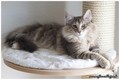 Dumny Kot*PL, Norwegian Forest Cat and Russian Blue cattery