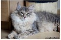 Dumny Kot*PL, Norwegian Forest Cat and Russian Blue cattery