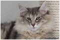 Dumny Kot*PL, Norwegian Forest Cat and Russian Blue cattery