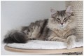 Dumny Kot*PL, Norwegian Forest Cat and Russian Blue cattery